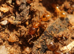 Solenopsis punctaticeps