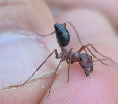 Nodal Desert Ant