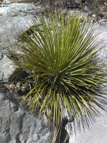 Image of Dasylirion acrotrichum by (c) Jose Antonio Aranda Pineda, some rights reserved (CC BY)