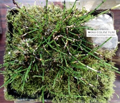 Equisetum scirpoides