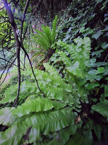 Hart's-tongue fern