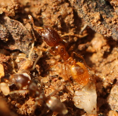 Solenopsis punctaticeps