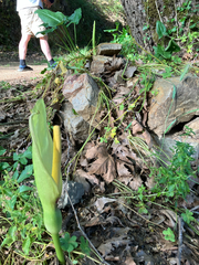 Arum concinnatum