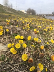 Tussilago farfara