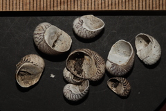 Theodoxus danubialis