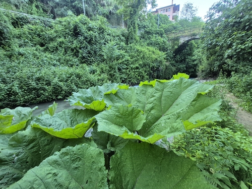 Common Butterbur