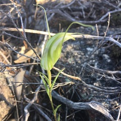 Pterostylis revoluta