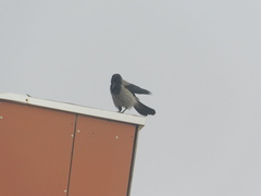 Corvus cornix