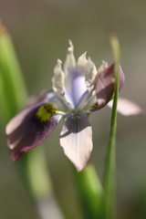 Moraea