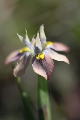 Moraea