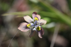 Moraea