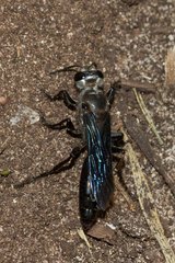Sphex fumipennis