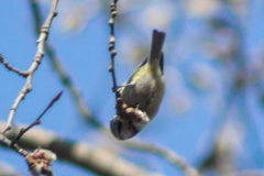 Cyanistes caeruleus