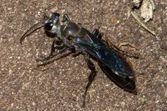 Sphex fumipennis