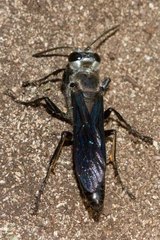 Sphex fumipennis