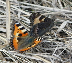 Aglais urticae