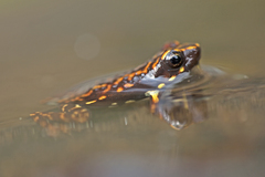 Epipedobates darwinwallacei