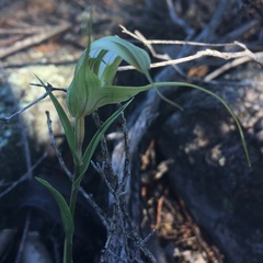 Pterostylis revoluta