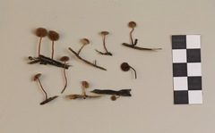 Deconica crobula