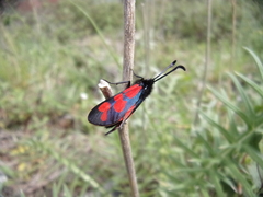 Zygaena graslini