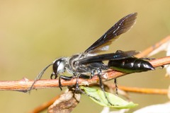Sphex fumipennis