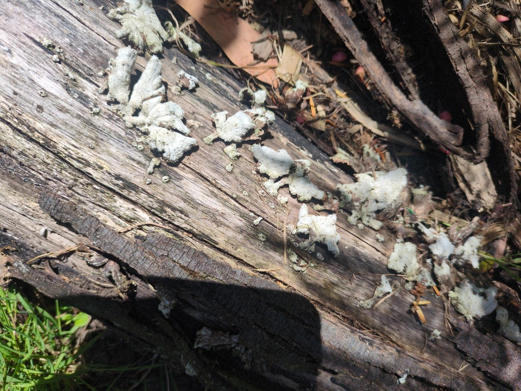 splitgill mushroom · May 2026 · photo: Photo: (c) Steven Bodzin, some rights reserved (CC BY) · iNaturalist