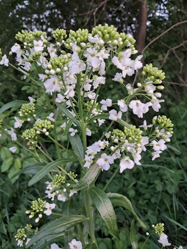 Horseradish
