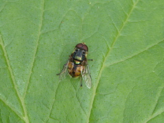 Austalis copiosa