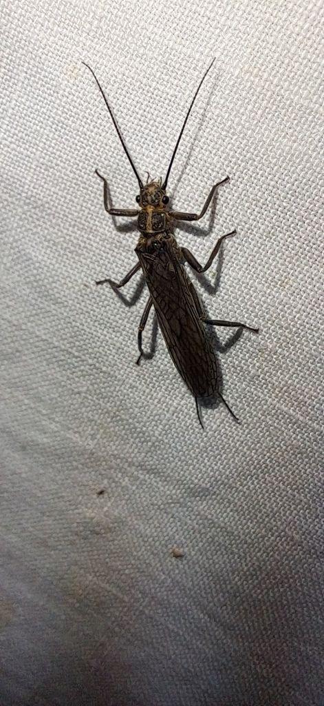 Besdolus bicolor