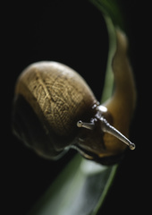 Helicarionidae
