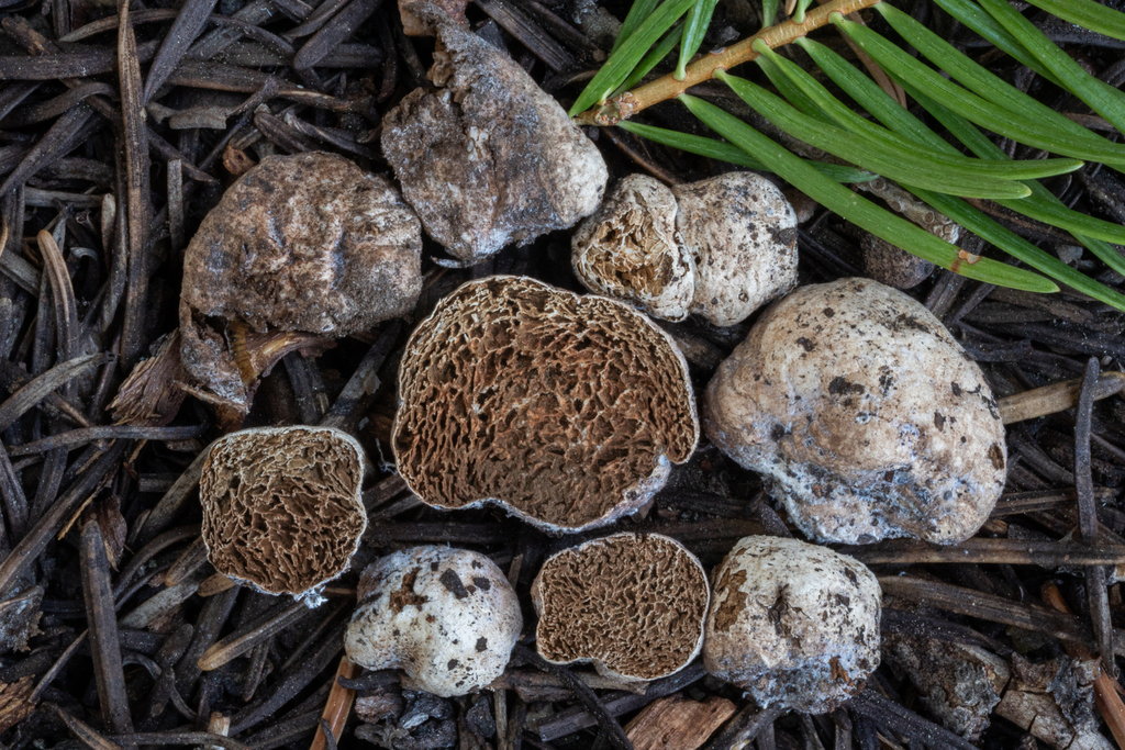Lepiota geophana