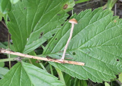 Deconica crobula