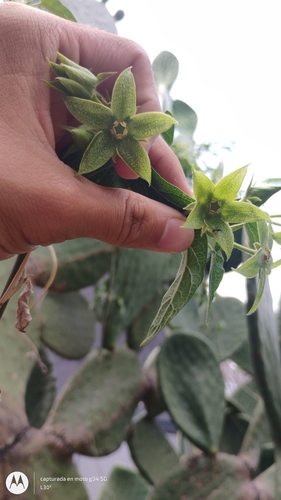 Gonolobus grandiflorus