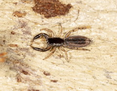 Holoplatys planissima