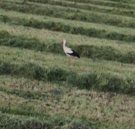 White Stork