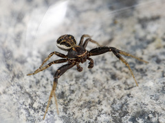 Xysticus pseudocristatus