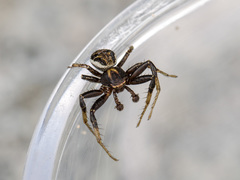 Xysticus pseudocristatus