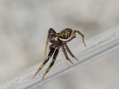 Xysticus pseudocristatus