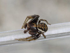 Xysticus pseudocristatus