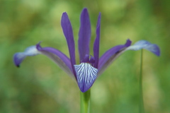 Iris sintenisii