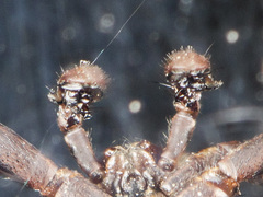 Xysticus pseudocristatus