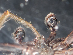 Xysticus pseudocristatus