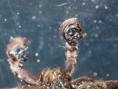 Xysticus pseudocristatus