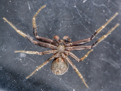 Xysticus pseudocristatus