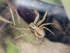 Xysticus pseudocristatus