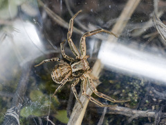 Xysticus pseudocristatus