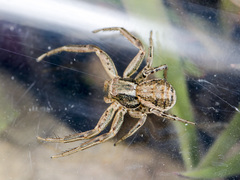 Xysticus pseudocristatus