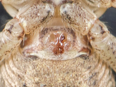 Xysticus pseudocristatus