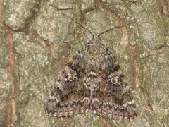 Catocala sponsa