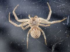 Xysticus pseudocristatus